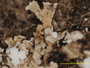 Cladonia sipeana image