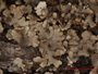 Cladonia vulcanica image