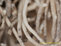 Dendrographa alectoroides image