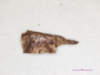 Phaeographis haematites image