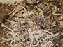 Cladonia staufferi image