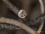 Dendrographa alectoroides image