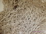 Cladonia tenuis f. cinerascens image