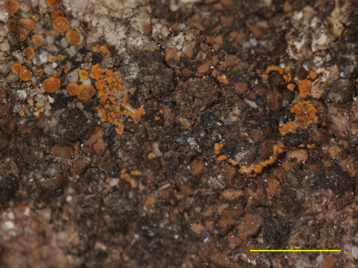 Catapyrenium granulosum image