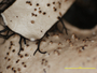 Hypotrachyna latiloba image