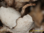 Cladonia trassii image