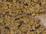 Chaenotheca chrysocephala image