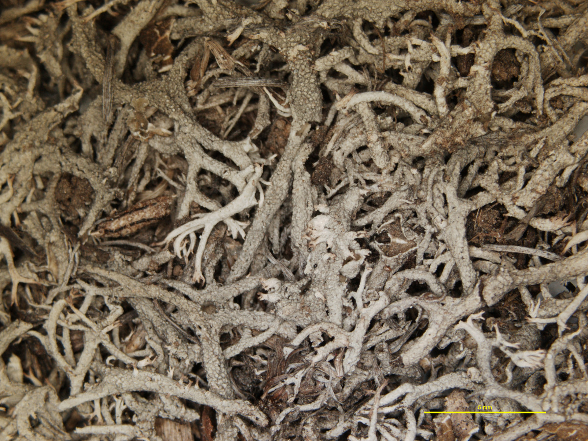 Cladonia subtenuis f. prolifera image