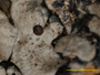 Coccocarpia erythrocardia image