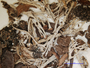Cladonia subpityrea image
