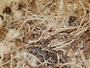 Cladonia subpityrea image