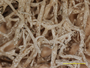 Cladonia sandstedei image