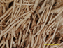 Cladonia rangiformis image