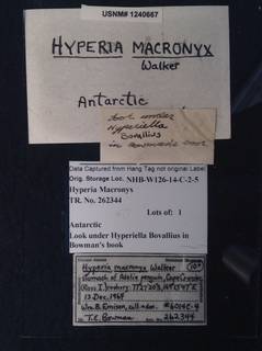 Image of Hyperiella macronyx