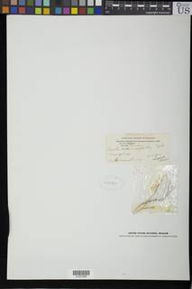 Perotis hildebrandtii image