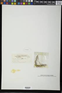 Image of Perotis flavinodula