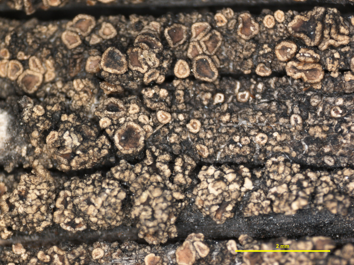 Lichenoconium parasiticum image
