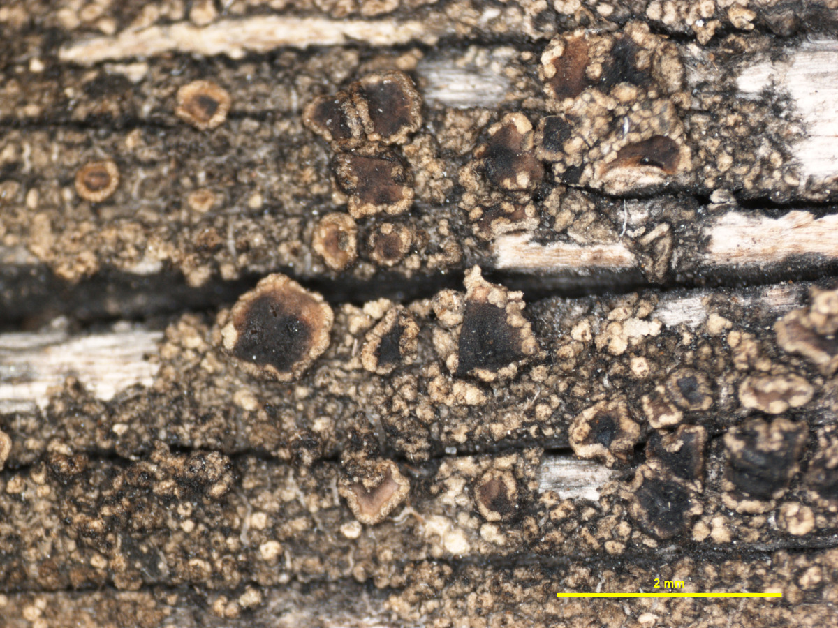 Lichenoconium parasiticum image