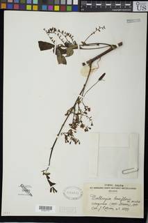 Dalbergia laxiflora image