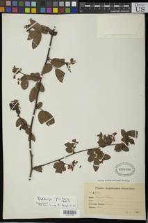 Dalbergia pluriflora image