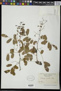 Dalbergia saxatilis image