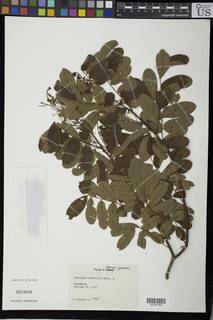 Dalbergia saxatilis image