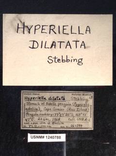 Image of Hyperiella dilatata