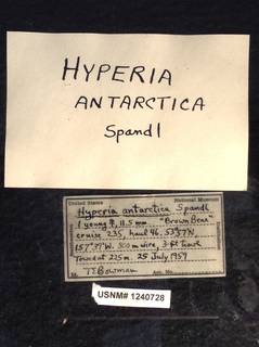 Image of Hyperia antarctica