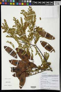 Dalbergia afzeliana image