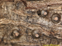 Ocellularia croceopora image