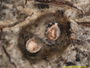 Ocellularia croceopora image