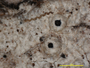 Ocellularia antillensis image