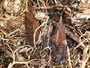 Oropogon pseudoloxensis image