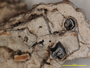 Ocellularia deformis image