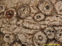 Ocellularia mauretiana image