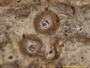 Ocellularia barroensis image