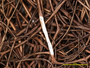 Oropogon lorobic image