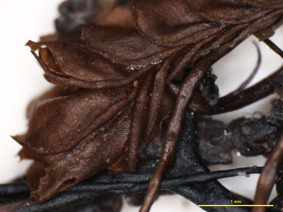 Oropogon lateralis image