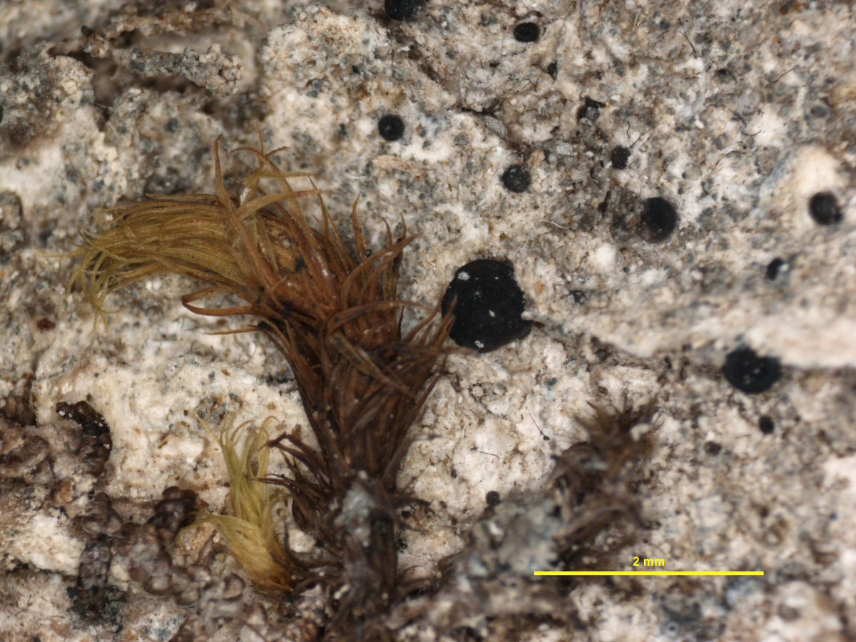 Megalaria brodoana image
