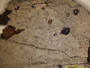Ocellularia conpsoromica image