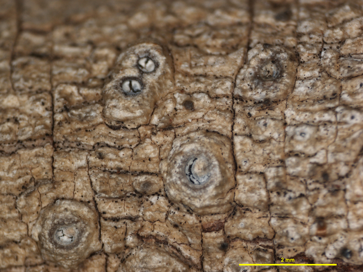 Ocellularia bakoensis image