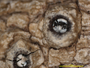 Ocellularia bakoensis image