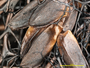 Oropogon bicolor image