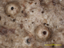Ocellularia nigropuncta image