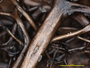 Oropogon diffractaicus image