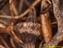 Oropogon striatulus image