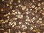 Ocellularia flavomedullosa image