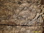 Clandestinotrema maculatum image