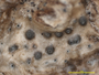 Clandestinotrema maculatum image