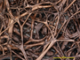 Oropogon granulosus image